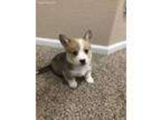 Pembroke Welsh Corgi Puppy for sale in Monument, CO, USA