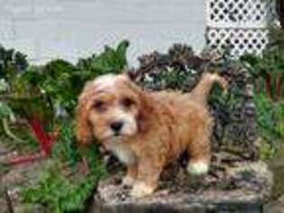 Cavachon Puppy for sale in Diamond, OH, USA