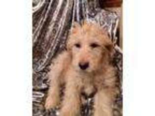 Goldendoodle Puppy for sale in Akeley, MN, USA