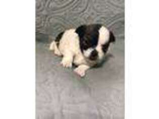 Papillon Puppy for sale in Fredericktown, OH, USA