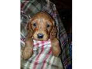 Goldendoodle Puppy for sale in Waynesboro, VA, USA