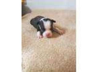 Mutt Puppy for sale in Thayer, KS, USA