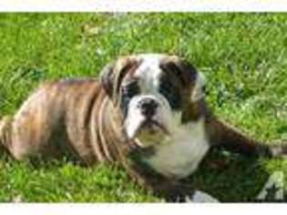 Bulldog Puppy for sale in BEAVERCREEK, OR, USA