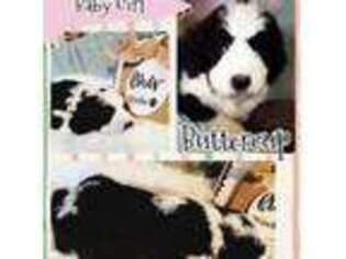 Mutt Puppy for sale in Georgetown, DE, USA