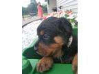 Rottweiler Puppy for sale in New Paris, IN, USA