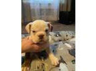 Bulldog Puppy for sale in Wilson, KS, USA