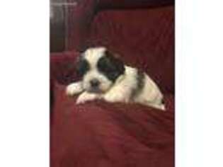 Shorkie Tzu Puppy for sale in Florence, SC, USA