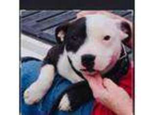 Staffordshire Bull Terrier Puppy for sale in West Plains, MO, USA