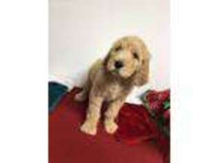 Goldendoodle Puppy for sale in Buhl, AL, USA