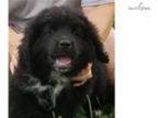 Newfoundland Puppy for sale in Wilkes Barre, PA, USA
