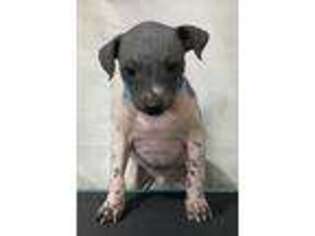 American Hairless Terrier Puppy for sale in Arizona City, AZ, USA