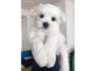 Maltese Puppy for sale in Ellicott City, MD, USA