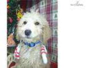 Goldendoodle Puppy for sale in Richmond, VA, USA