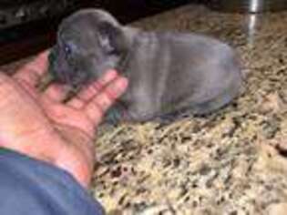 French Bulldog Puppy for sale in Frankfort, IL, USA