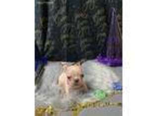 French Bulldog Puppy for sale in Heath, OH, USA