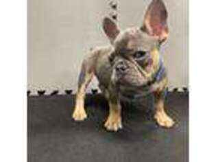 French Bulldog Puppy for sale in Loma Linda, CA, USA
