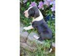 Great Dane Puppy for sale in Clackamas, OR, USA