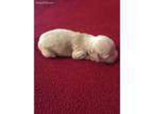 Cavachon Puppy for sale in Carthage, TN, USA