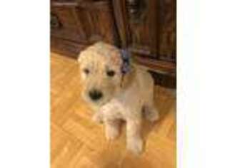 Goldendoodle Puppy for sale in Nebo, NC, USA
