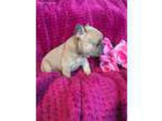 French Bulldog Puppy for sale in Orem, UT, USA