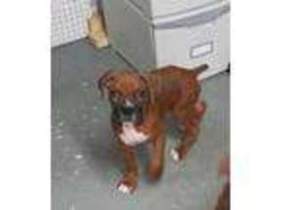 Boxer Puppy for sale in Hudson, NH, USA