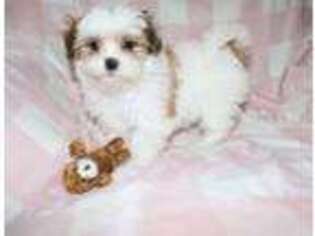 Maltese Puppy for sale in Gig Harbor, WA, USA