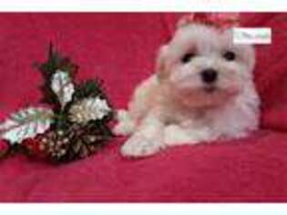 Maltese Puppy for sale in Kirksville, MO, USA