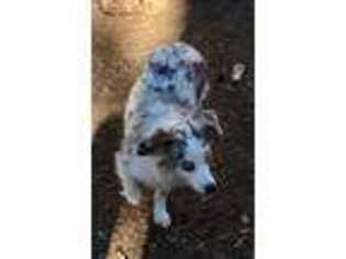 Miniature Australian Shepherd Puppy for sale in York, SC, USA