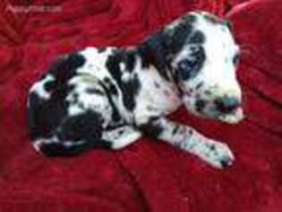 Great Dane Puppy for sale in Nora Springs, IA, USA