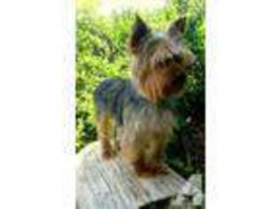Yorkshire Terrier Puppy for sale in UNION GROVE, AL, USA