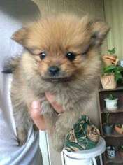 Pomeranian Puppy for sale in Brooklyn, NY, USA