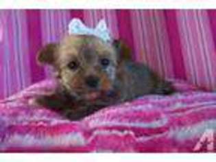 Mutt Puppy for sale in BISHOPVILLE, SC, USA