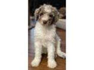 Mutt Puppy for sale in Fort Morgan, CO, USA