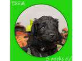Labradoodle Puppy for sale in Beavercreek, OR, USA