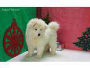 Samoyed Puppy for sale in Donnellson, IA, USA