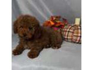 Mutt Puppy for sale in Apple Valley, CA, USA