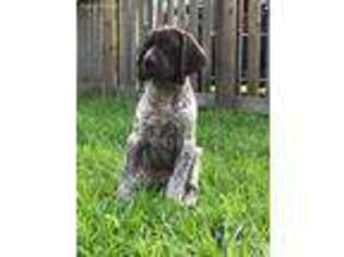 German Shorthaired Pointer Puppy for sale in Glen Saint Mary, FL, USA