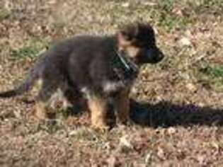 German Shepherd Dog Puppy for sale in Foley, MO, USA