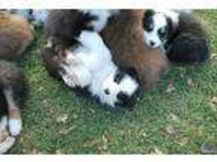 Australian Shepherd Puppy for sale in Firestone, CO, USA