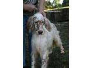 English Setter Puppy for sale in Troup, TX, USA
