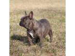 French Bulldog Puppy for sale in Purcellville, VA, USA