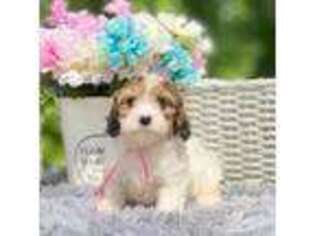 Cavachon Puppy for sale in Statesville, NC, USA