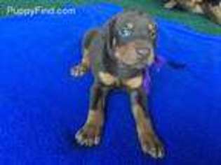 Doberman Pinscher Puppy for sale in Port Huron, MI, USA