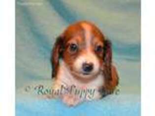 Dachshund Puppy for sale in Shawnee, OK, USA