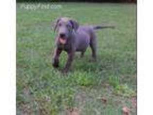 Great Dane Puppy for sale in Moulton, AL, USA