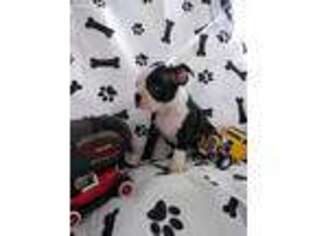 Boston Terrier Puppy for sale in Banning, CA, USA