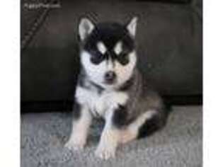 Alaskan Klee Kai Puppy for sale in Ripley, OH, USA