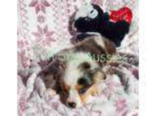 Miniature Australian Shepherd Puppy for sale in La Vergne, TN, USA