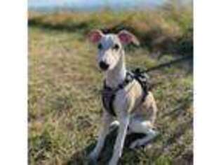 Whippet Puppy for sale in Bothell, WA, USA