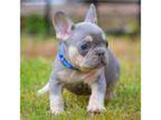 French Bulldog Puppy for sale in Carrboro, NC, USA